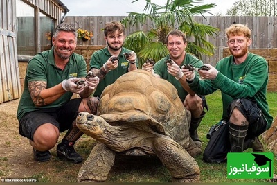 (ویدئو) مستند حیات وحش عاشقانه‌ حیوانات: لاک پشت‌ها یاد جک و رُز فیلم  «تایتانیک» رو زنده کردند!