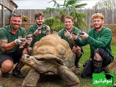 (ویدئو) مستند حیات وحش عاشقانه‌ حیوانات: لاک پشت‌ها یاد جک و رُز فیلم  «تایتانیک» رو زنده کردند!