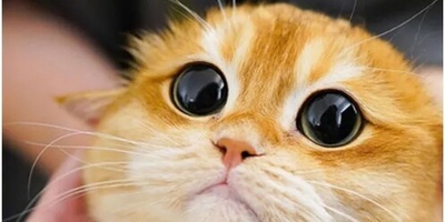 (عکس) شوخی هنری دانش‌آموز در برگه امتحان سوژه فضای مجازی شد/ معلم: «همین‌که سه شدی هنر کردی!»