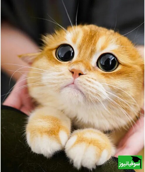 (عکس) شوخی هنری دانش‌آموز در برگه امتحان سوژه فضای مجازی شد/ معلم: «همین‌که سه شدی هنر کردی!»