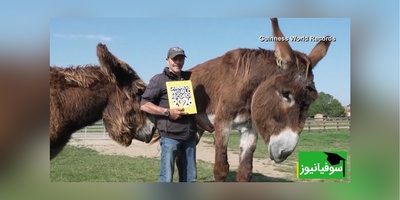 ثبت رکورد گینس برای بلند قدترین الاغ جهان به همراه دوست صمیمیش/ قبول داری خیلی ناز و کیوتن؟
