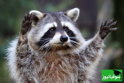 (ویدیو) راکون شیطونی که بازیگوشیش کار دستش داد/ فقط اونجایی که مثل خمیر میچسبه زمین😂