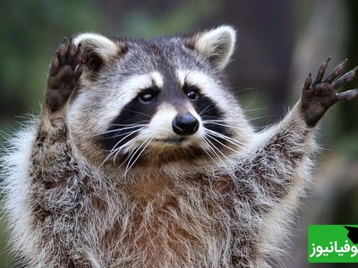 (ویدیو) راکون شیطونی که بازیگوشیش کار دستش داد/ فقط اونجایی که مثل خمیر میچسبه زمین😂