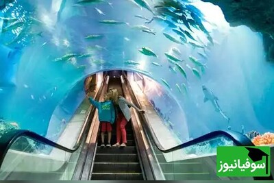 ویدئو/ آکواریوم زیرآبی ابوظبی؛ زیباترین پله برقی جهان که رازهای پنهان اعماق دریا و گونه‌های دریایی را فاش می‌کند