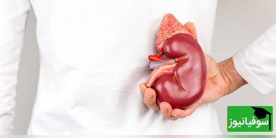 (ویدئو) واکنش عجیب کلیه به استرس؛ آیا می‌دانستید کلیه‌ها احساسات شما را می‌فهمند؟