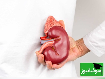 (ویدئو) واکنش عجیب کلیه به استرس؛ آیا می‌دانستید کلیه‌ها احساسات شما را می‌فهمند؟