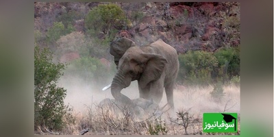 (ویدئو) مستند حیات وحش حیوانات/ راز بقا: یک اتفاق عجیب در حیات وحش؛ حمله فیل به کرگدن و بچه اش!
