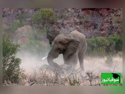 (ویدئو) مستند حیات وحش حیوانات/ راز بقا: یک اتفاق عجیب در حیات وحش؛ حمله فیل به کرگدن و بچه اش!