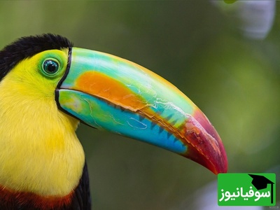 (ویدیو) توکان، پرنده‌ای که فقط ظاهرش فانتزیه/ طبیعت باز هم ثابت کرد نباید از روی ظاهر قضاوت کرد😂