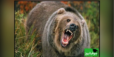 (ویدیو) نگاهی نزدیک به حیات وحش: خرس قهوه‌ای در حال جست و جوی طعمه در جنگل های هیرکانی