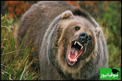 (ویدیو) نگاهی نزدیک به حیات وحش: خرس قهوه‌ای در حال جست و جوی طعمه در جنگل های هیرکانی