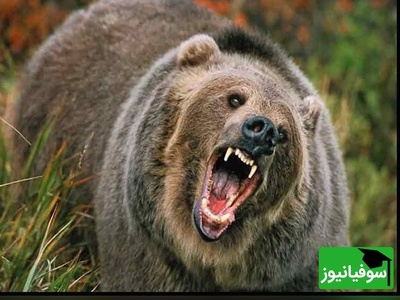 (ویدیو) نگاهی نزدیک به حیات وحش: خرس قهوه‌ای در حال جست و جوی طعمه در جنگل های هیرکانی