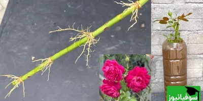 (فیلم) با چند ترفند ساده، حرفه‌ای گل رز بکارید و تکثیر کنید!