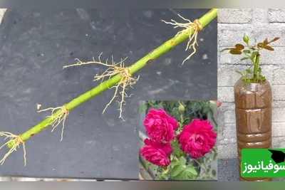 (فیلم) با چند ترفند ساده، حرفه‌ای گل رز بکارید و تکثیر کنید!