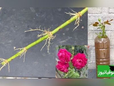 (فیلم) با چند ترفند ساده، حرفه‌ای گل رز بکارید و تکثیر کنید!