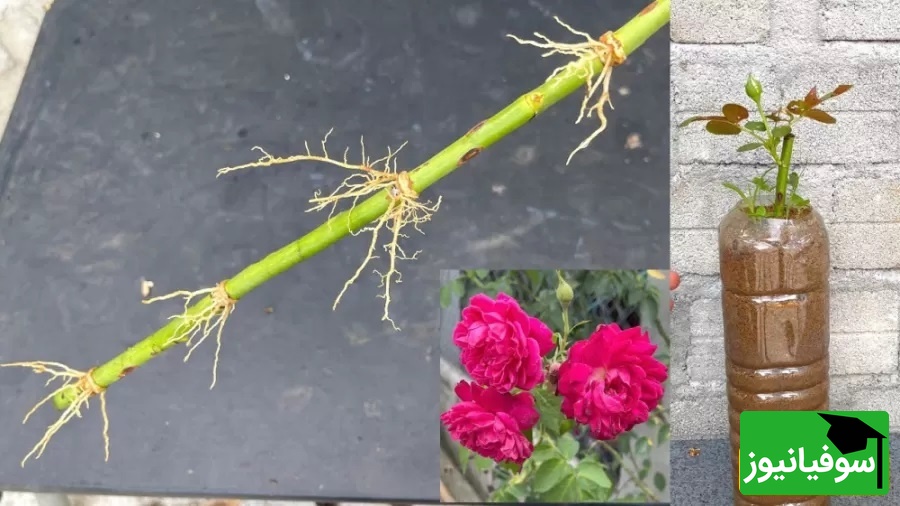 (فیلم) با چند ترفند ساده، حرفه‌ای گل رز بکارید و تکثیر کنید!