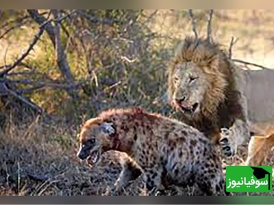 فیلم دلخراش از دنیای حیوانات که دیدنش دل شیر می خواهد + ویدئو