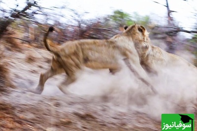 (ویدئو) مستند حیات وحش حیوانات/ راز بقا: فرار برق آسای گراز وحشی از دست 7 شیر گرسنه