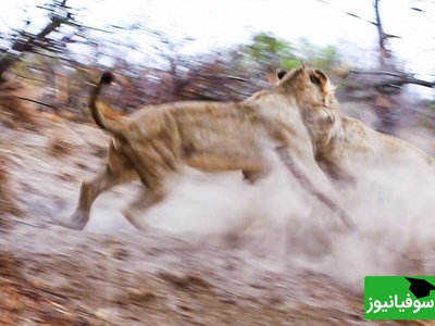 (ویدئو) مستند حیات وحش حیوانات/ راز بقا: فرار برق آسای گراز وحشی از دست 7 شیر گرسنه