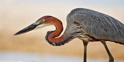 (ویدیو) مستند حیات وحش/ شکار غافلگیرکننده؛ حواصیل آبی بزرگ در کمین گوفر روی خشکی