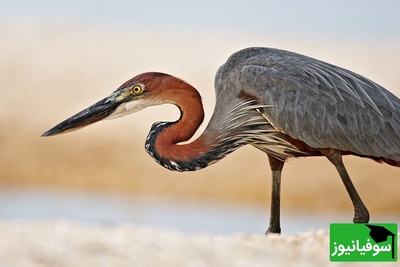 (ویدیو) مستند حیات وحش/ شکار غافلگیرکننده؛ حواصیل آبی بزرگ در کمین گوفر روی خشکی