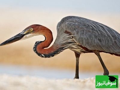 (ویدیو) مستند حیات وحش/ شکار غافلگیرکننده؛ حواصیل آبی بزرگ در کمین گوفر روی خشکی