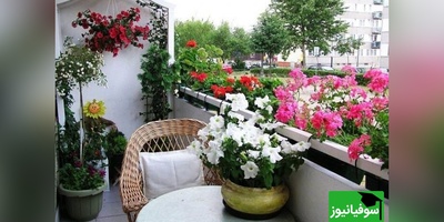 این 6 گیاه آپارتمانی دردسرساز را نخرید؛ خیلی‌ها بعداً پشیمان شده‌اند!+ عکس
