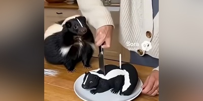 واکنش‌های شوکه‌کننده حیوانات که نمی‌توان از آن چشم برداشت / رفتار باورنکردنی حیوانات مقابل تهدید 🤣