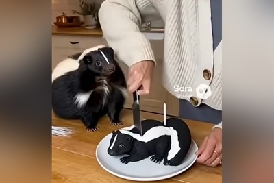 واکنش‌های شوکه‌کننده حیوانات که نمی‌توان از آن چشم برداشت / رفتار باورنکردنی حیوانات مقابل تهدید 🤣