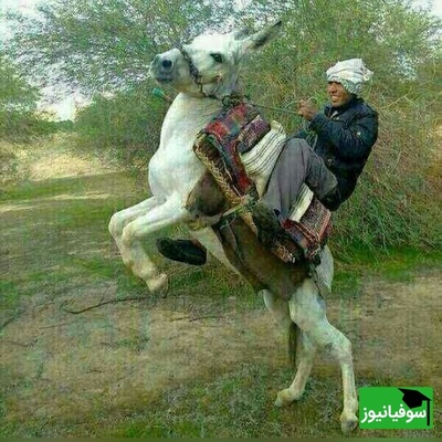 زنگ خلاقیت: ابتکار و نوآوری خنده‌دار چوپان ایرانی در ترکیب صندلی پراید و الاغ / بفرما تکنولوژی وطنی😂