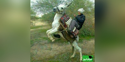 زنگ خلاقیت: ابتکار و نوآوری خنده‌دار چوپان ایرانی در ترکیب صندلی پراید و الاغ / بفرما تکنولوژی وطنی😂