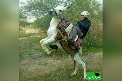 زنگ خلاقیت: ابتکار و نوآوری خنده‌دار چوپان ایرانی در ترکیب صندلی پراید و الاغ / بفرما تکنولوژی وطنی😂