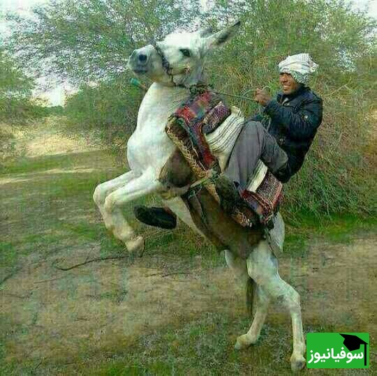زنگ خلاقیت: ابتکار و نوآوری خنده‌دار چوپان ایرانی در ترکیب صندلی پراید و الاغ / بفرما تکنولوژی وطنی😂