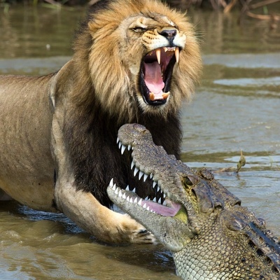 فیلم/ ورق هایی از کتاب طبیعت؛ مستند حیات وحش/نبرد نفسگیر شیر و تمساح