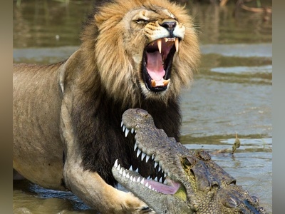 فیلم/ ورق هایی از کتاب طبیعت؛ مستند حیات وحش/نبرد نفسگیر شیر و تمساح