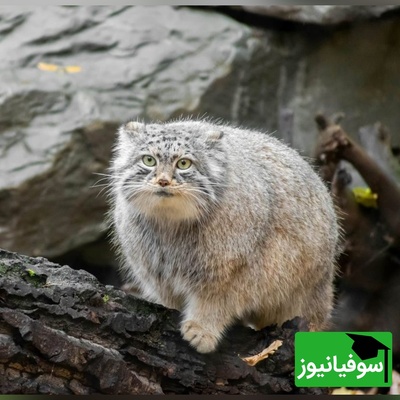 (ویدئو) این پشمالوی منزوی کویر ایران در خطر انقراض است!