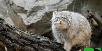 (ویدئو) این پشمالوی منزوی کویر ایران در خطر انقراض است!