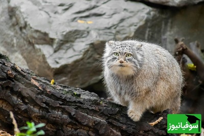 (ویدئو) این پشمالوی منزوی کویر ایران در خطر انقراض است!