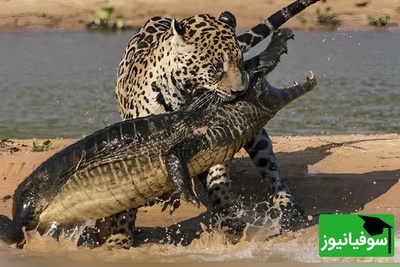 (ویدیو) مستند حیات وحش/ شکار کایمن توسط جگوار؛ یکی از نادرترین صحنه‌های حیات وحش