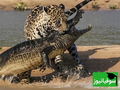 (ویدیو) مستند حیات وحش/ شکار کایمن توسط جگوار؛ یکی از نادرترین صحنه‌های حیات وحش
