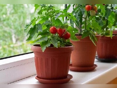 ویدیو/ آموزش آسان کاشت و پرورش گوجه‌فرنگی در پشت‌بام