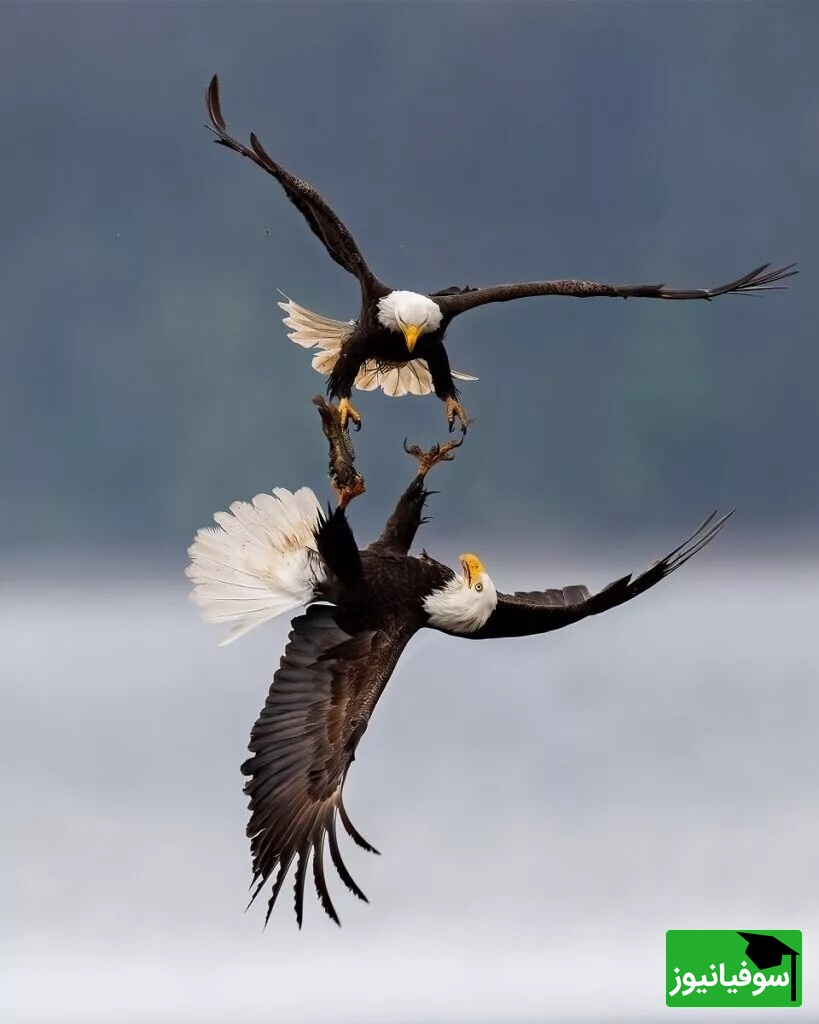 نگاهی به برترین عکس‌های مسابقه طبیعت 2024/ روایت‌هایی تماشایی از ببرها، روباه‌ها و زرافه‌ ها