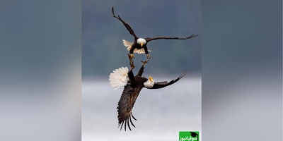 نگاهی به برترین عکس‌های مسابقه طبیعت 2024/ روایت‌هایی تماشایی از ببرها، روباه‌ها و زرافه‌ ها