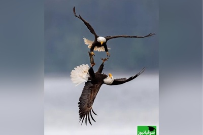 نگاهی به برترین عکس‌های مسابقه طبیعت 2024/ روایت‌هایی تماشایی از ببرها، روباه‌ها و زرافه‌ ها