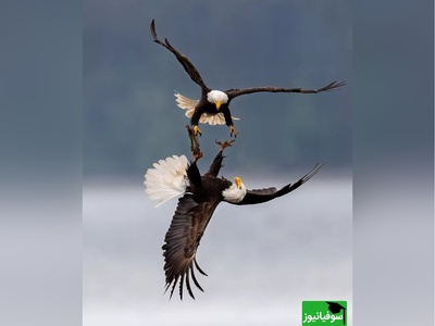 نگاهی به برترین عکس‌های مسابقه طبیعت 2024/ روایت‌هایی تماشایی از ببرها، روباه‌ها و زرافه‌ ها