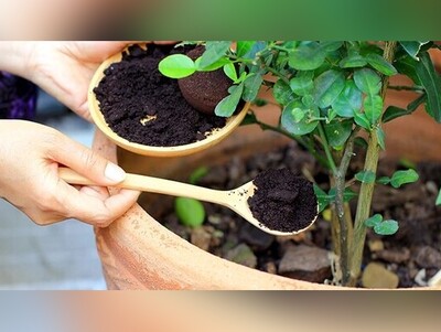 ویدیو/ نابودی گیاهان با کوددهی غیراصولی/ نکاتی مهم دربارۀ کودهای آپارتمانی