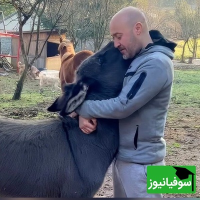 (ویدئو) مستند حیات وحش حیوانات/ راز بقا، این قسمت: صمیمیت دیوانه‌وار اُلاغ یتیم با مرد مهربانی که اونو از گوشه خیابون جمعش کرد