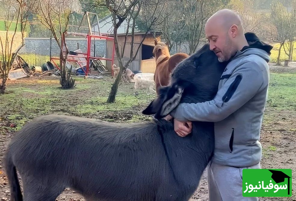 (ویدئو) مستند حیات وحش حیوانات/ راز بقا، این قسمت: صمیمیت دیوانه‌وار اُلاغ یتیم با مرد مهربانی که اونو از گوشه خیابون جمعش کرد