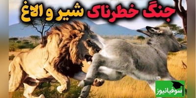 مستند حیات وحش حیوانات/  غافلگیری الاغ توسط شیر و نبرد نفس‌گیر شیر و اُلاغ/ ویدئو