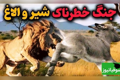 مستند حیات وحش حیوانات/  غافلگیری الاغ توسط شیر و نبرد نفس‌گیر شیر و اُلاغ/ ویدئو